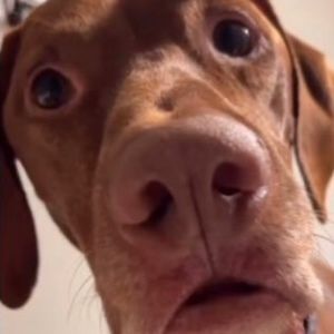 Meet your Posher, Billy